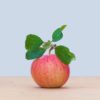 apple-growing-improving